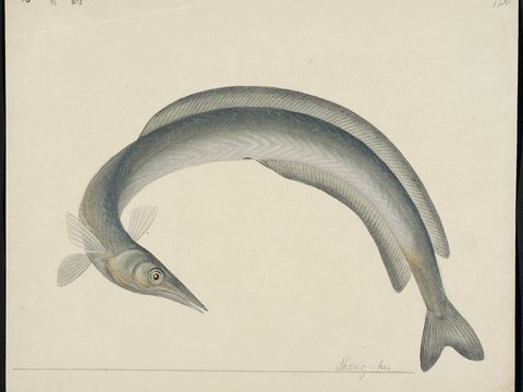  复古手绘水彩海鱼插画，手绘鱼类插画123 