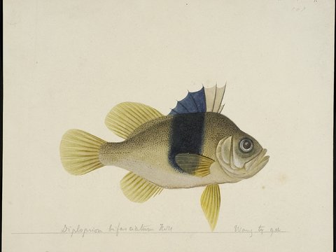  复古手绘水彩海鱼插画，手绘鱼类插画182 