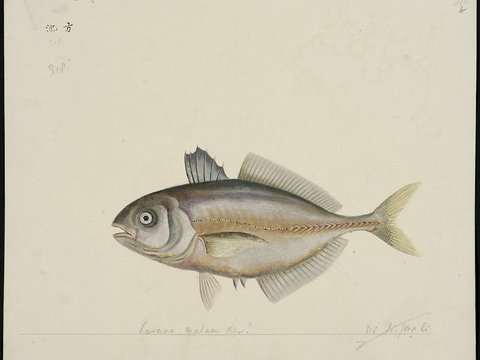  复古手绘水彩海鱼插画，手绘鱼类插画313 