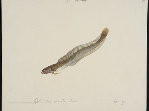 复古手绘水彩海鱼插画，手绘鱼类插画88