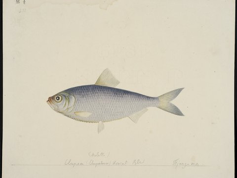  复古手绘水彩海鱼插画，手绘鱼类插画327 