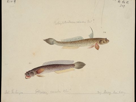  复古手绘水彩海鱼插画，手绘鱼类插画304 