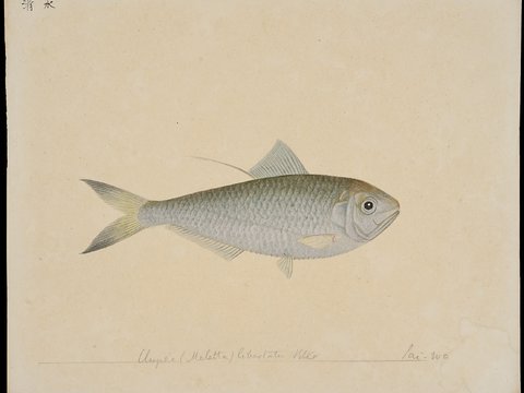  复古手绘水彩海鱼插画，手绘鱼类插画14 