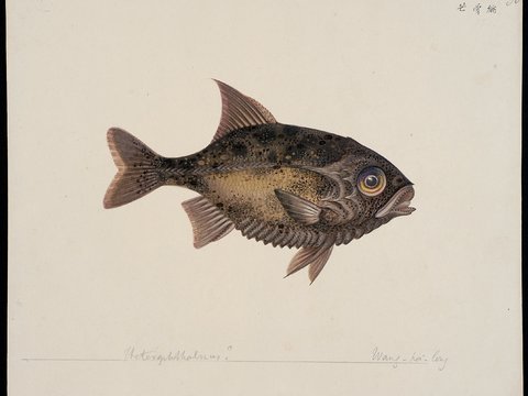  复古手绘水彩海鱼插画，手绘鱼类插画48 