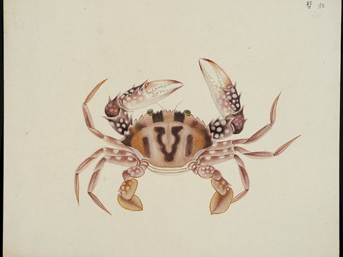  复古手绘水彩海鱼插画，手绘鱼类插画285 