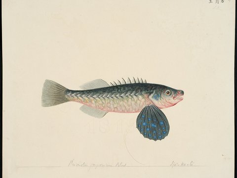  复古手绘水彩海鱼插画，手绘鱼类插画40 