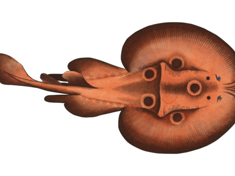  高清复古写实鱼类插画,海洋动物插画87 