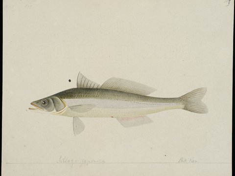  复古手绘水彩海鱼插画，手绘鱼类插画210 