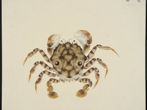  复古手绘水彩海鱼插画，手绘鱼类插画224 