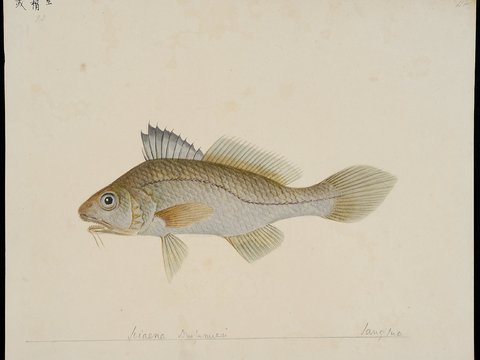  复古手绘水彩海鱼插画，手绘鱼类插画21 