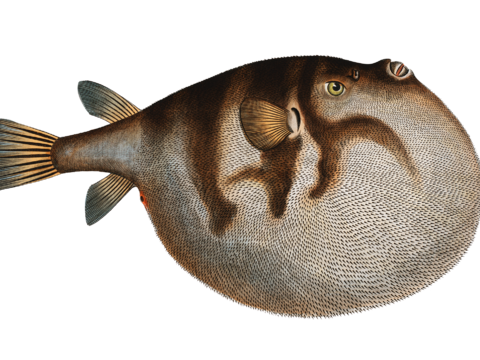  高清复古写实鱼类插画,海洋动物插画73 