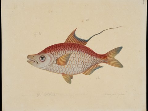  复古手绘水彩海鱼插画，手绘鱼类插画16 