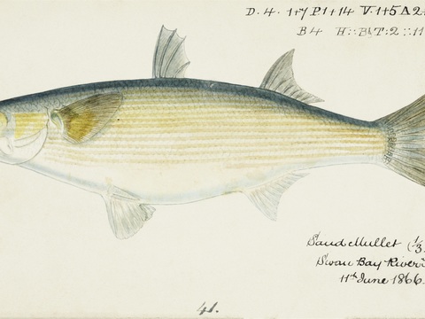 复古手绘水彩海鱼插画，海鱼图9