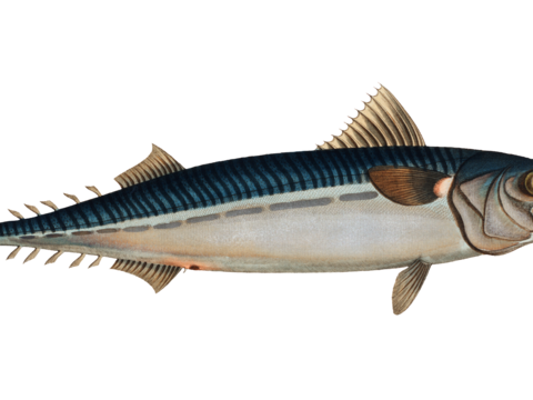  高清复古写实鱼类插画,海洋动物插画95 