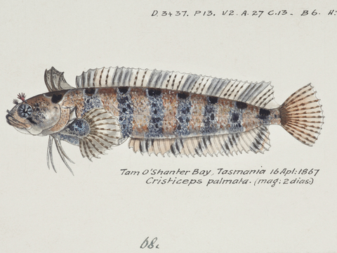 复古手绘水彩海鱼插画，海鱼图29