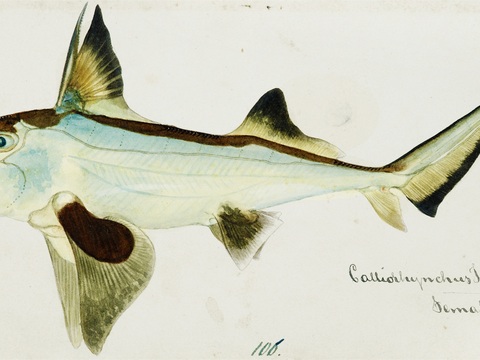  复古手绘水彩海鱼插画，海鱼图48 