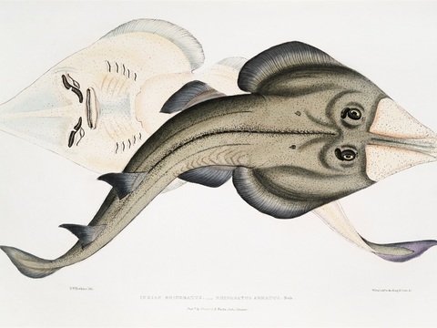 复古海洋鱼类插画，虾蟹贝插画24