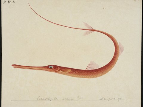 复古手绘水彩海鱼插画，手绘鱼类插画403