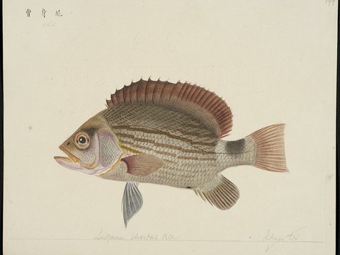  复古手绘水彩海鱼插画，手绘鱼类插画139 