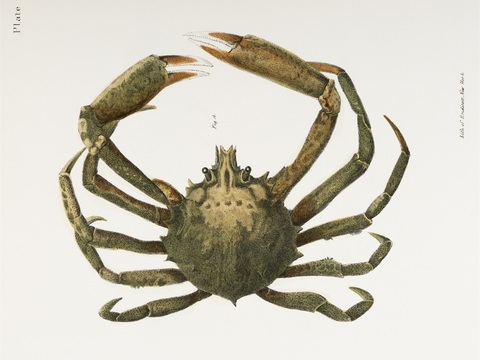 复古海洋鱼类插画，虾蟹贝插画13