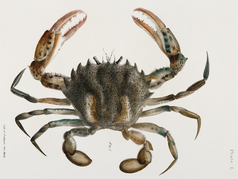  复古海洋鱼类插画，虾蟹贝插画15 