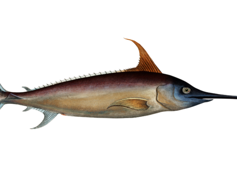  高清复古写实鱼类插画,海洋动物插画85 