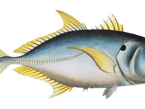  高清复古写实鱼类插画,海洋动物插画68 