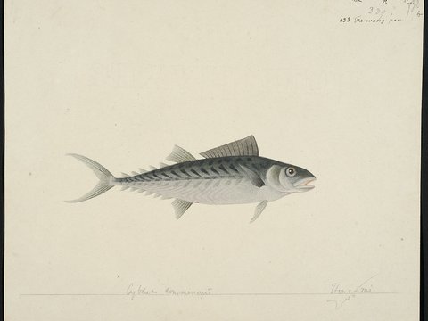  复古手绘水彩海鱼插画，手绘鱼类插画134 