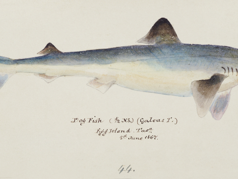 复古手绘水彩海鱼插画，海鱼图7