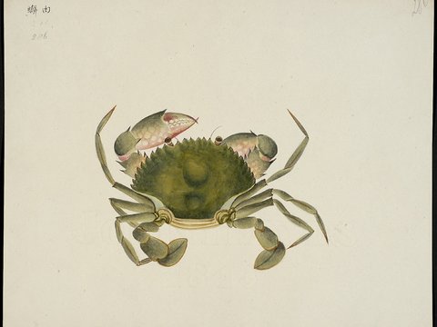  复古手绘水彩海鱼插画，手绘鱼类插画280 