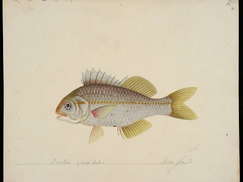  复古手绘水彩海鱼插画，手绘鱼类插画293 