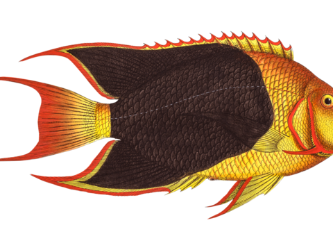  高清复古写实鱼类插画,海洋动物插画88 