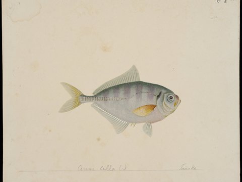  复古手绘水彩海鱼插画，手绘鱼类插画19 