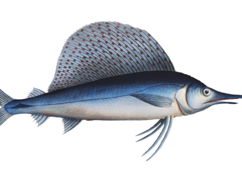  高清复古写实鱼类插画,海洋动物插画66 