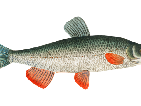  高清复古写实鱼类插画,海洋动物插画81 