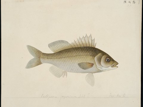  复古手绘水彩海鱼插画，手绘鱼类插画35 