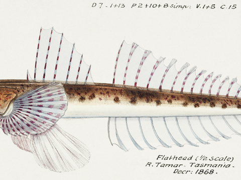  复古手绘水彩海鱼插画，海鱼图17 