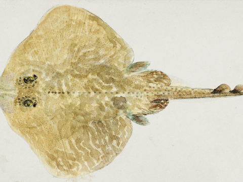  复古手绘水彩海鱼插画，海鱼图25 