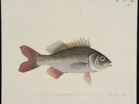 复古手绘水彩海鱼插画，手绘鱼类插画91