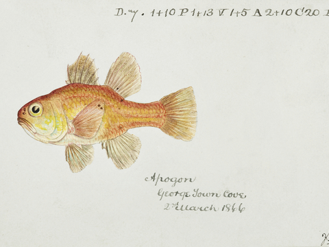  复古手绘水彩海鱼插画，海鱼图19 