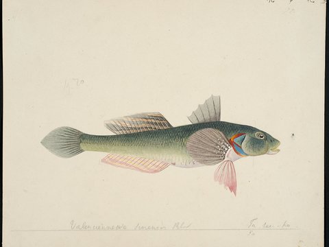 复古手绘水彩海鱼插画，手绘鱼类插画74