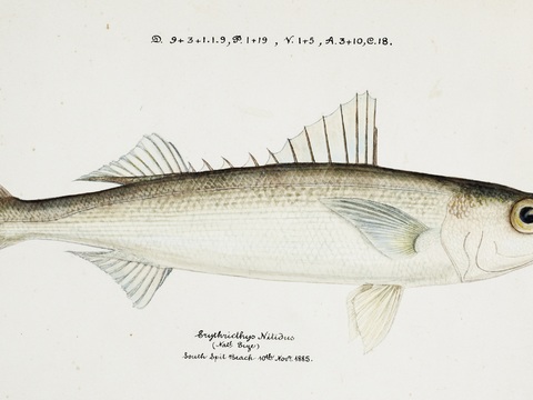 复古手绘水彩海鱼插画，海鱼图100