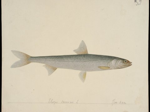  复古手绘水彩海鱼插画，手绘鱼类插画296 