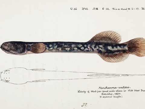 复古手绘水彩海鱼插画，海鱼图52