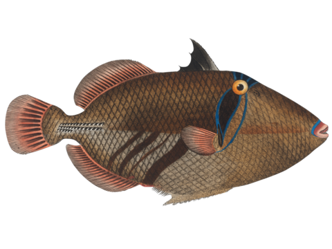  高清复古写实鱼类插画,海洋动物插画92 