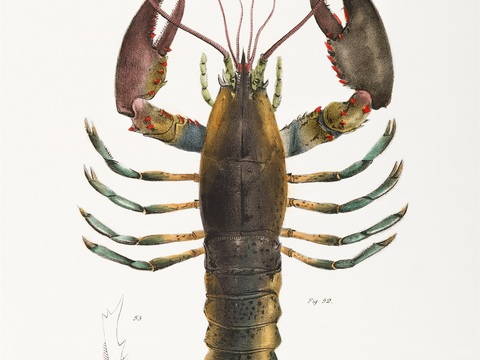  复古海洋鱼类插画，虾蟹贝插画4 