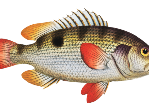  高清复古写实鱼类插画,海洋动物插画79 