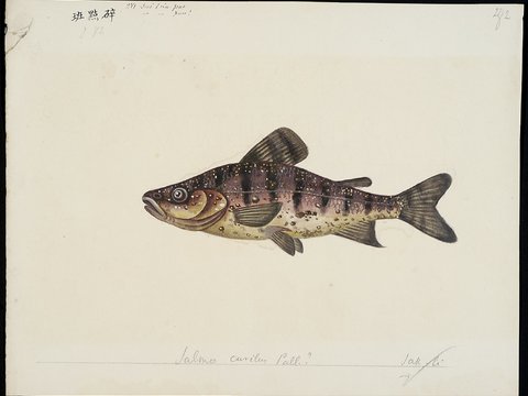  复古手绘水彩海鱼插画，手绘鱼类插画269 