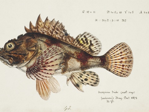 复古手绘水彩海鱼插画，海鱼图70