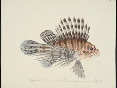  复古手绘水彩海鱼插画，手绘鱼类插画169 